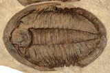 Two + Asaphid Trilobites (One Dorsal, One Ventral) - Taouz, Morocco #189679-3